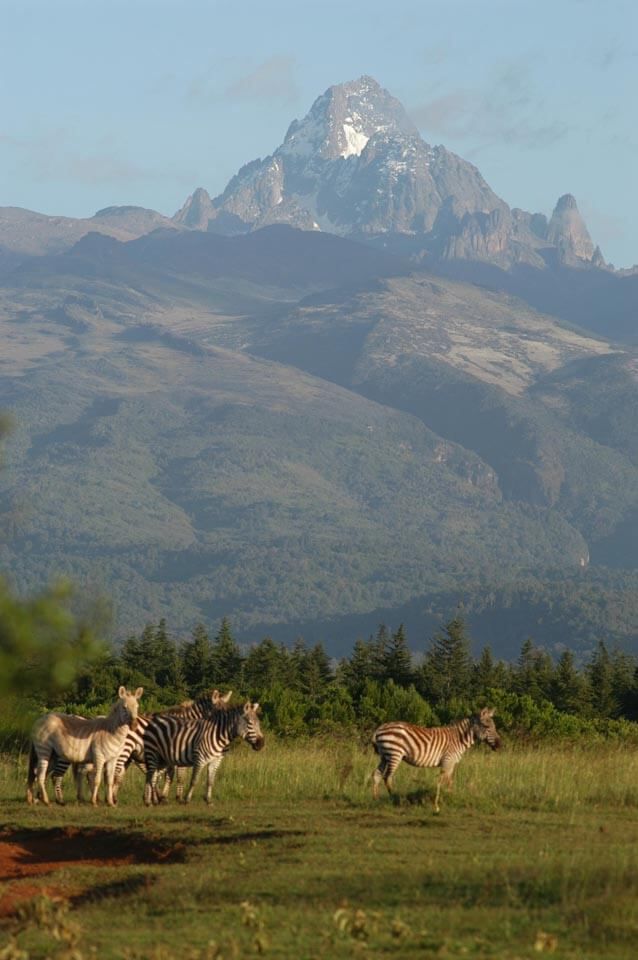 Zebras stand in the field with mountain in the background